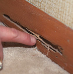Chino termite feeding damage | termite control in Chino | Pest Control services in Chino