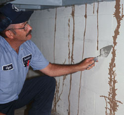 Termite Inspection in Rolling Hills Estates | Rolling Hills Estates termite Inspection | Termite and Pest Control in Rolling Hills Estates