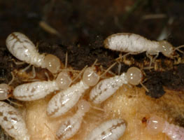Termite Control Whittier | Whittier Pest Control
