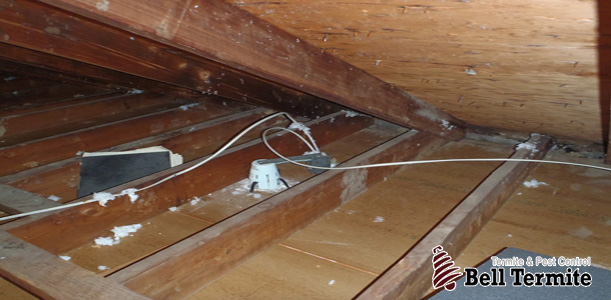 FREE Attic Inspection | Free Pest Control Inspection