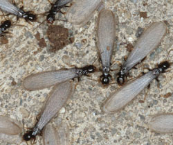 FREE Termite Inspection in Montebello | Free Pest Inspection in Montebello