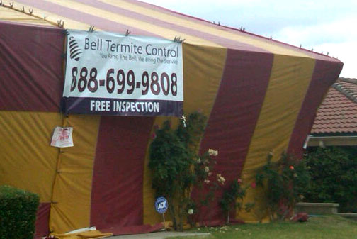 Free Termite Inspection in Long Beach | Long Beach Pest Inspection | Free Termite Inspection in San Pedro